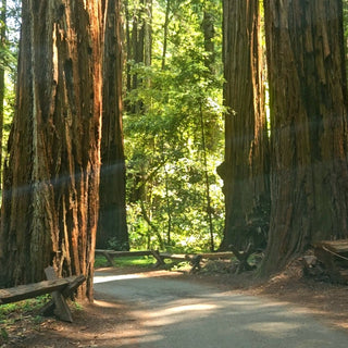A Walk Through Armstrong Woods: Nature, History, and a Lesson in Skin Care